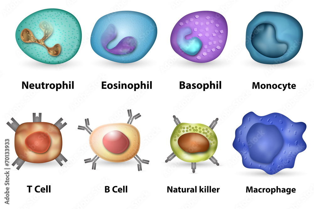 White Blood Cells (WBC) - Types, Functions, Counts & Normal Range