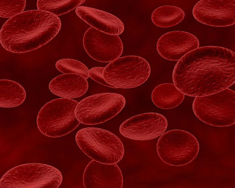 What do normal red blood cells look like?