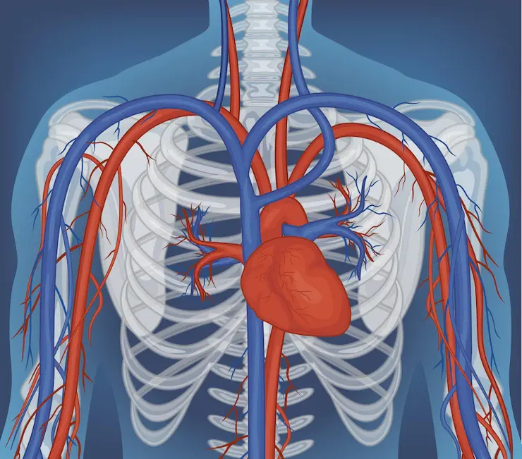 Blood Vessels - Types, Functions and Anatomy - Metropolis Healthcare