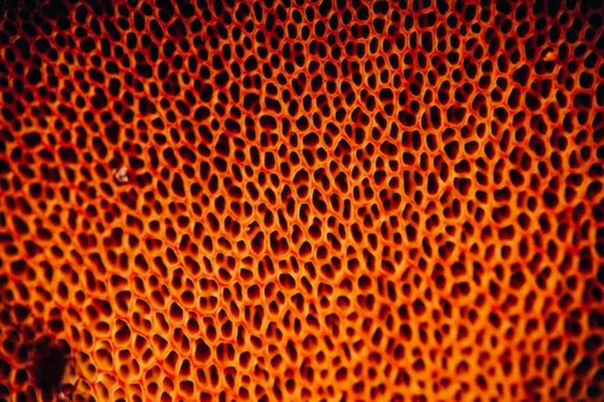 Trypophobia: Why a fear of holes is real – and may be on the rise