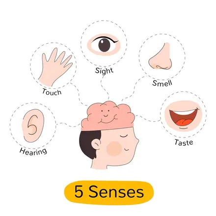 What are the five sense organs? Functions explained
