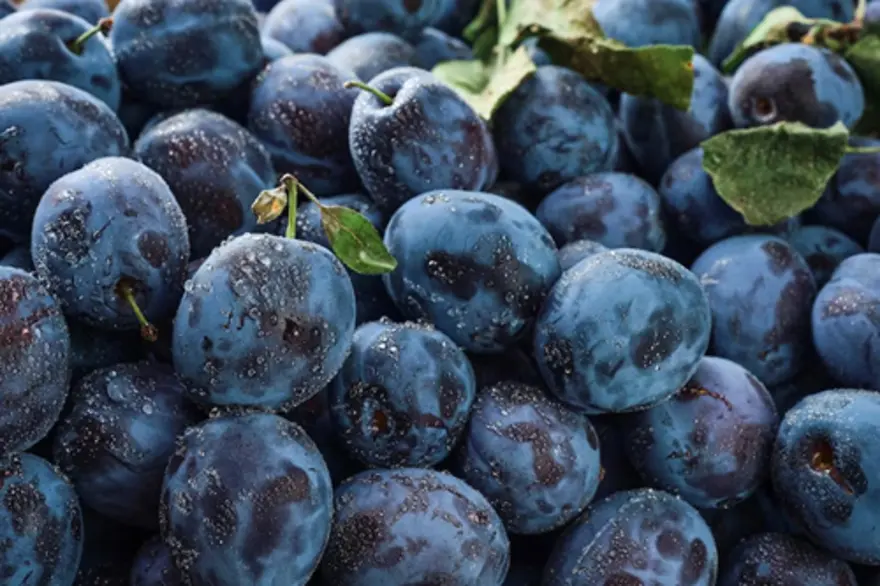 Learn why Plum fruit is worth adding to your meals