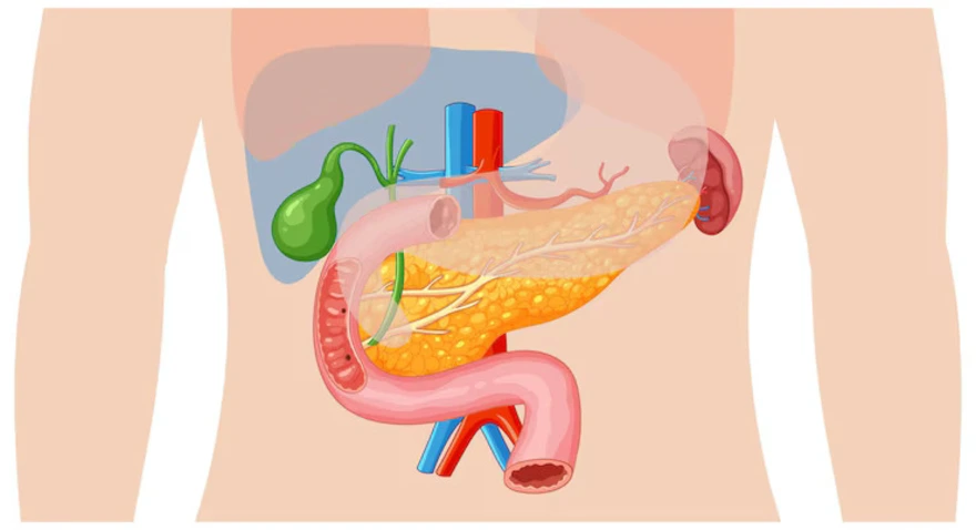 ERCP procedure