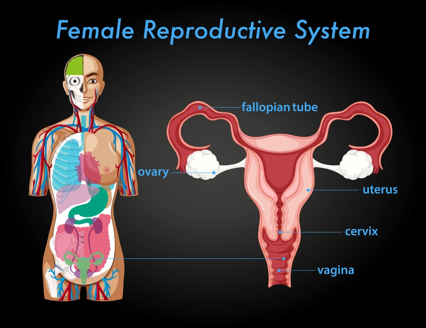 Anatomy And Functions Of The Female Reproductive System