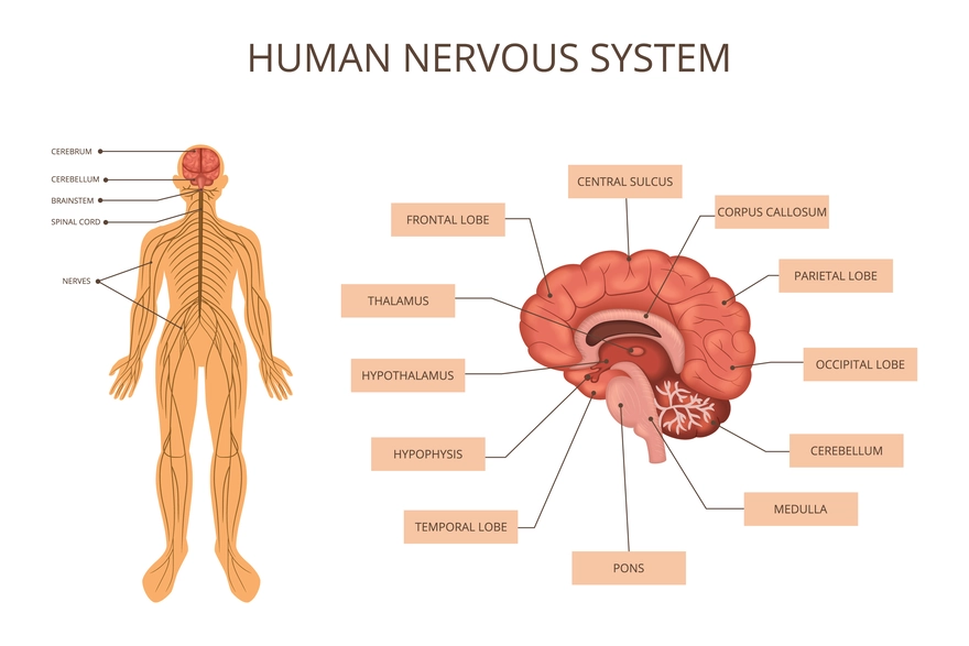 Autonomic nervous system anatomy