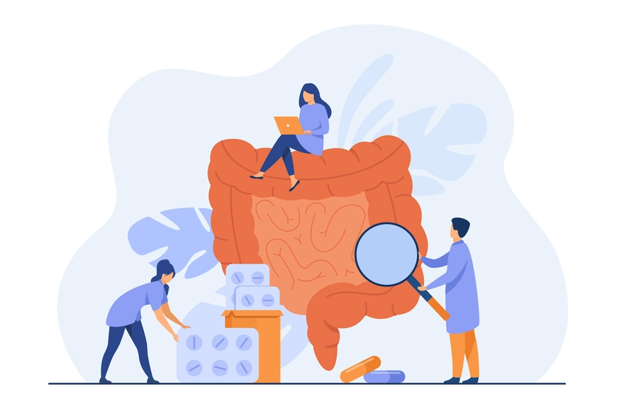 Rectum location in the digestive system