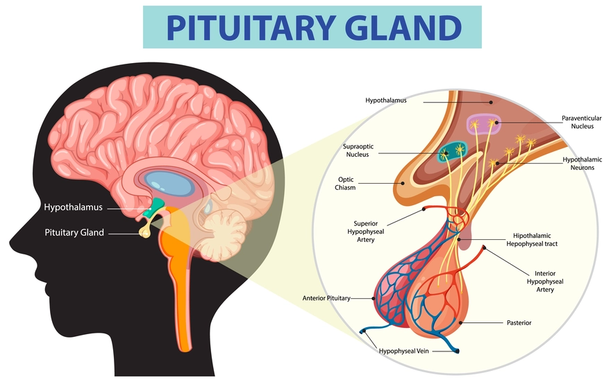 pituitary gland function