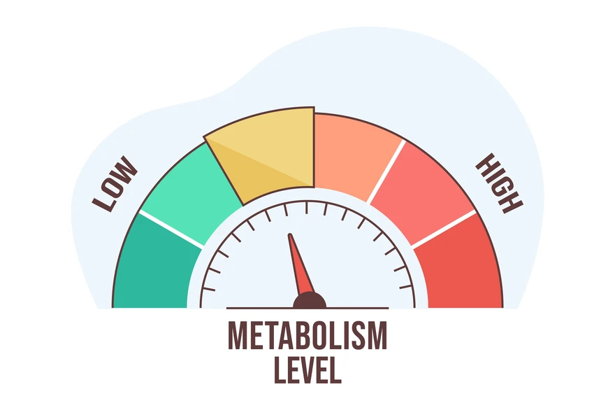 Diagram showing basal metabolic rate (BMR) calorie expenditure at rest