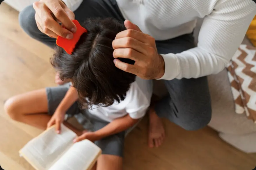 Head lice on human hair shaft