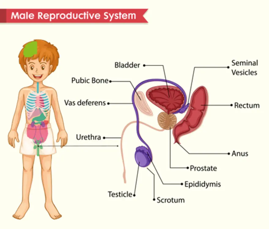 Anatomy & key functions of Male Reproductive System