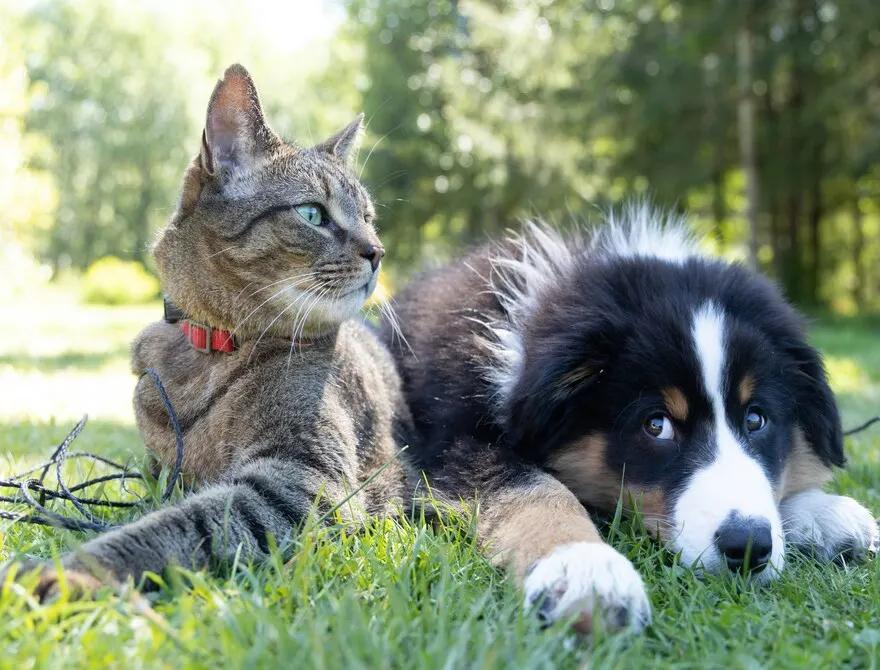 Understand pet allergies & their common symptoms