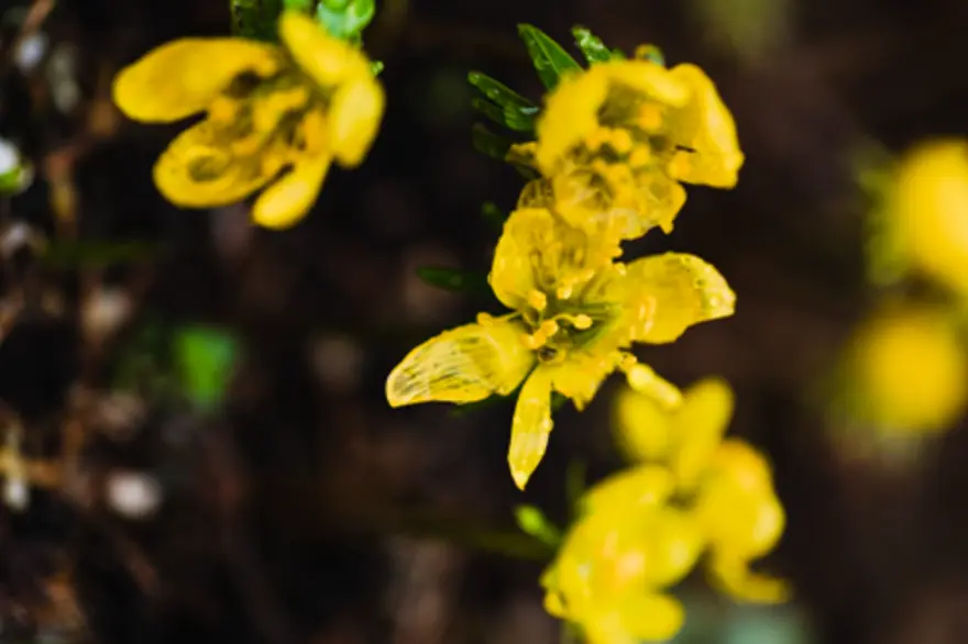 Gokshura herb (Tribulus terrestris) in bloom