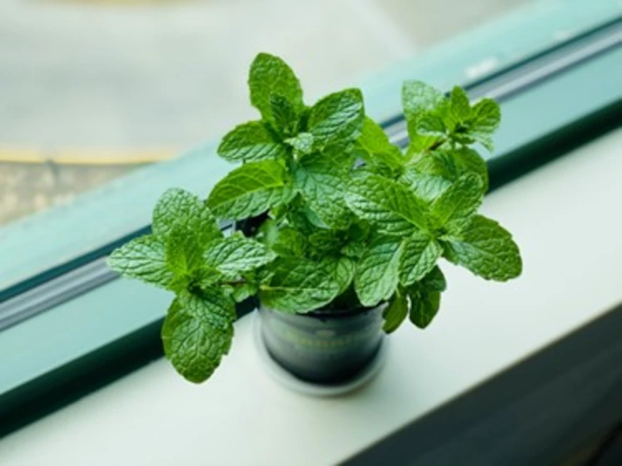 Fresh mint leaves benefits