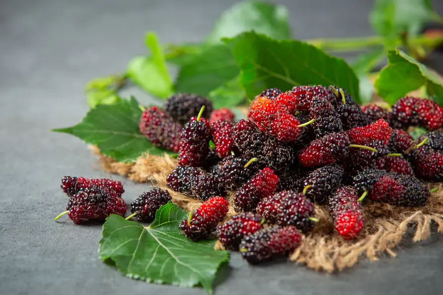 Fresh mulberries on a branch showcasing their vitamins and antioxidants