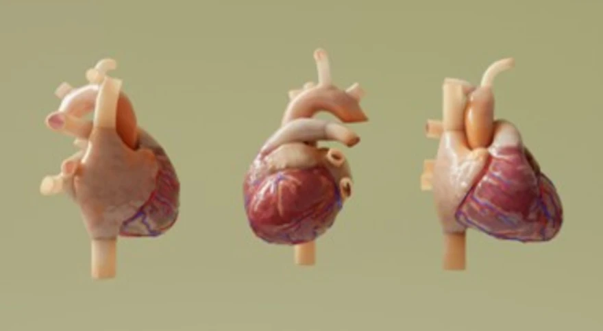 Four heart chambers showing atria and ventricles
