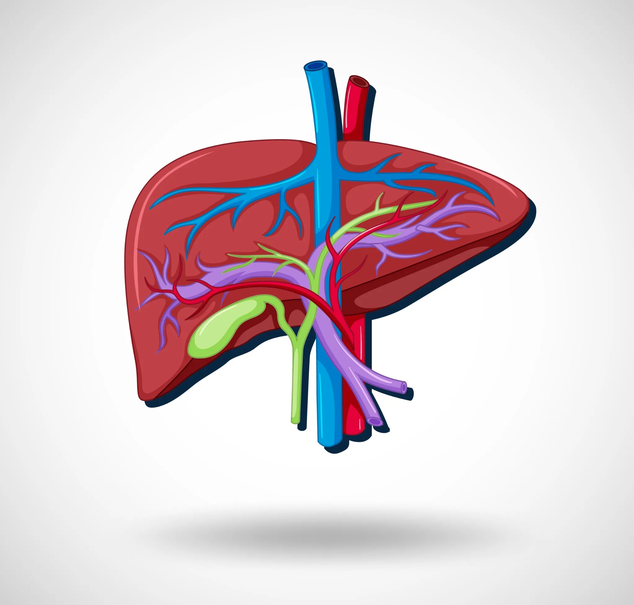 Autoimmune liver disease life expectancy