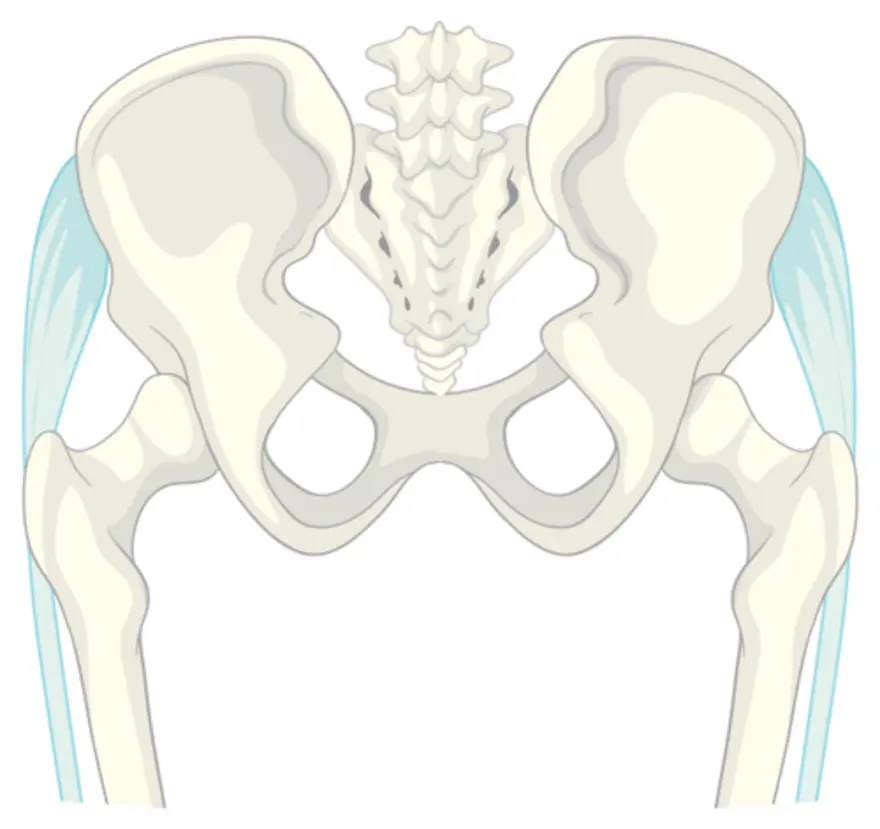Tailbone structure