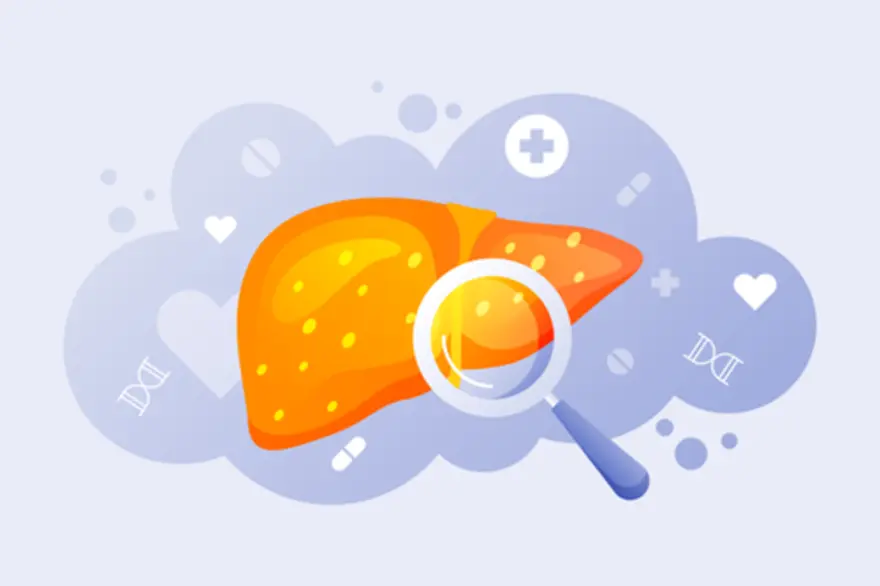 Liver anatomy and functions