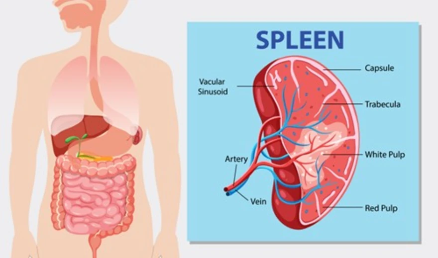 Spleen function and health disorders