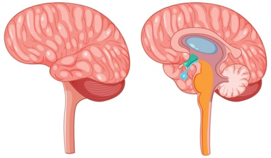 Amygdala within the limbic system
