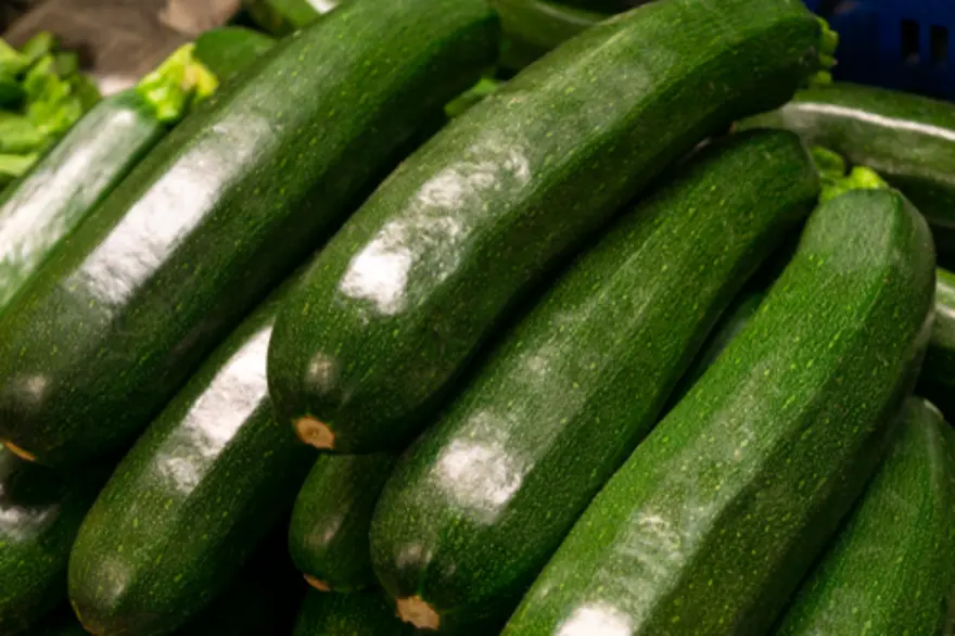 Fresh zucchini